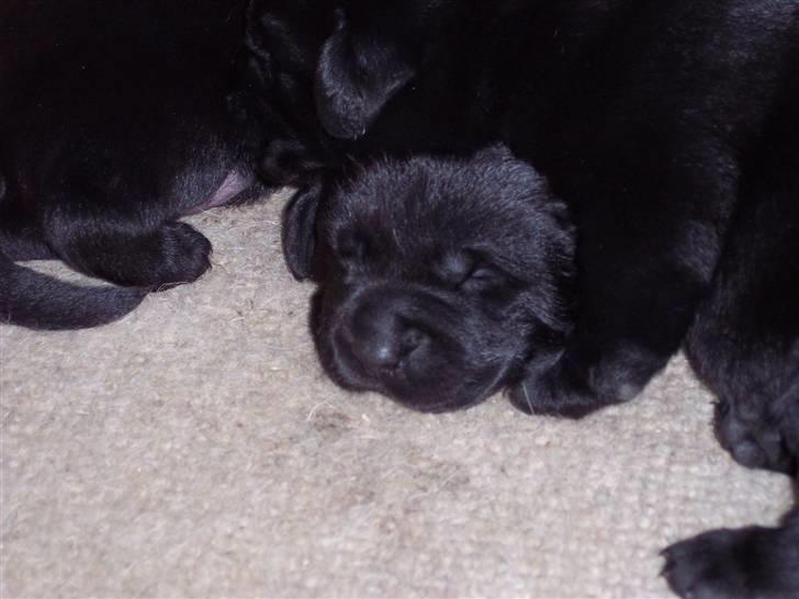 Labrador retriever Kenzo billede 13