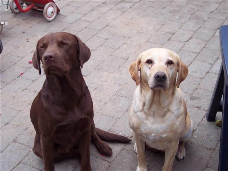 Labrador retriever Kenzo billede 14