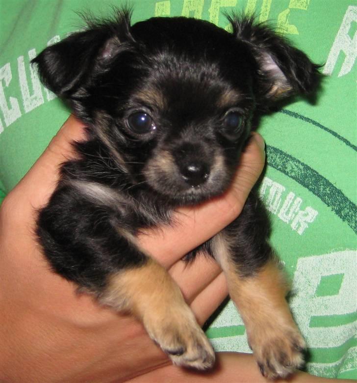 Chihuahua Mille billede 1