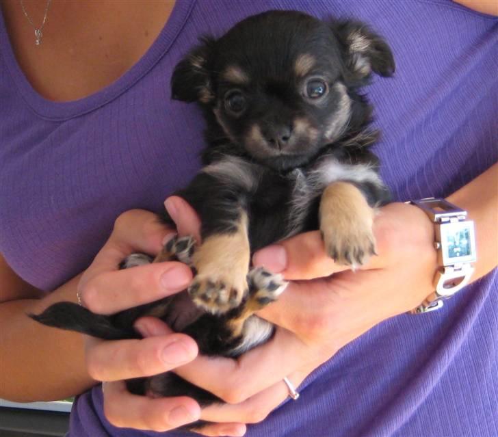 Chihuahua Mille billede 2