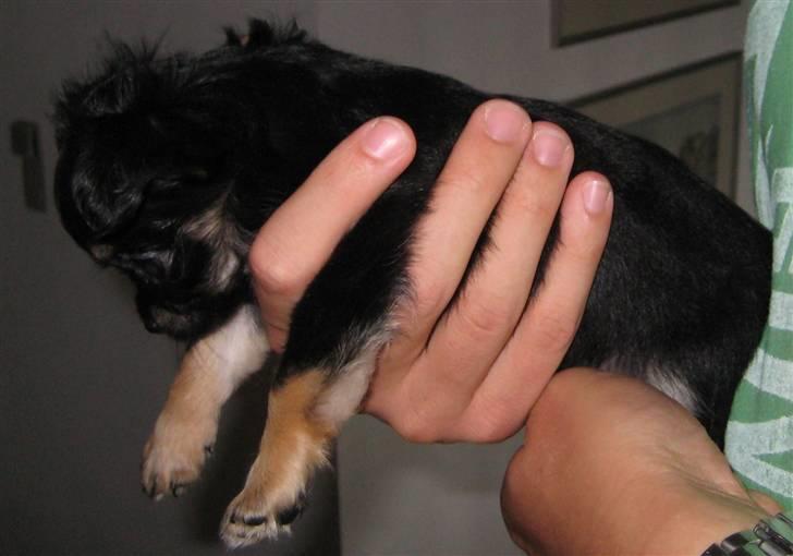 Chihuahua Mille billede 3