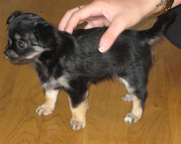 Chihuahua Mille billede 4