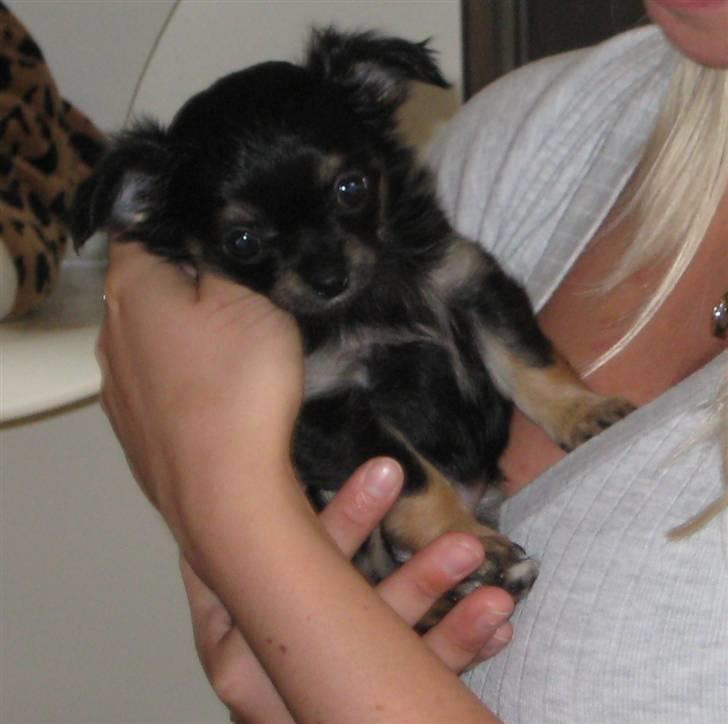 Chihuahua Mille billede 5