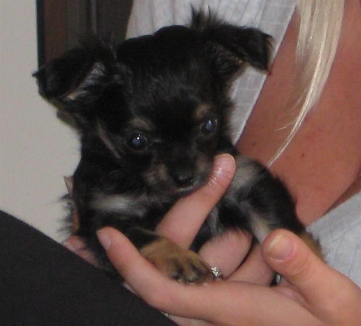 Chihuahua Mille billede 6