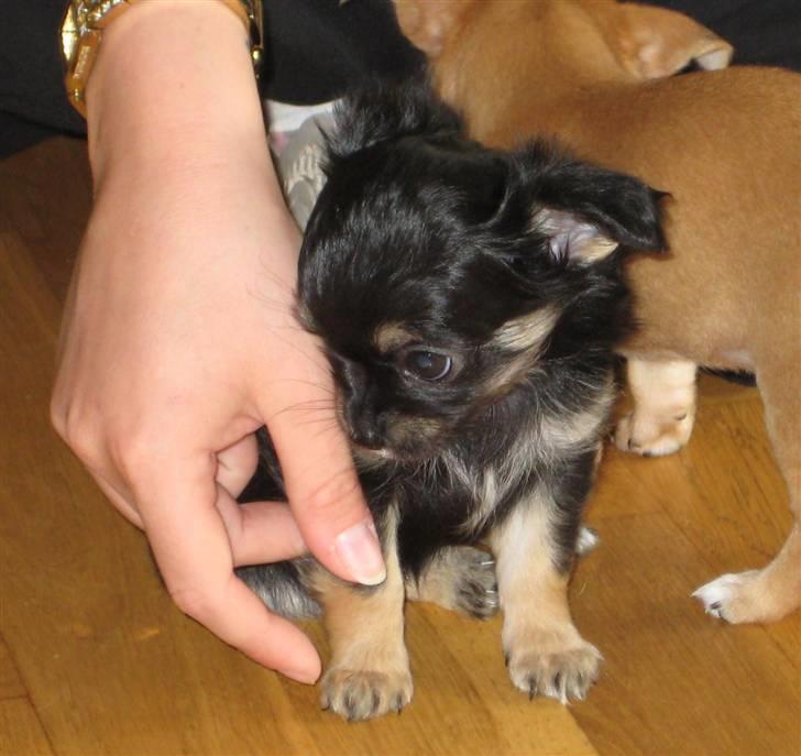 Chihuahua Mille billede 7