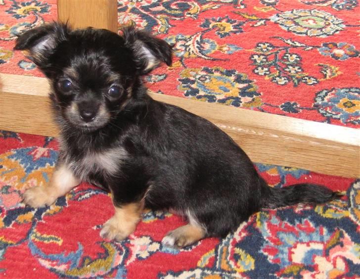 Chihuahua Mille billede 8