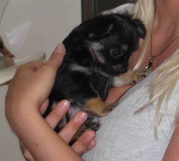 Chihuahua Mille billede 9