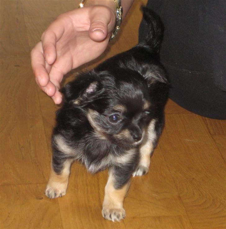 Chihuahua Mille billede 10