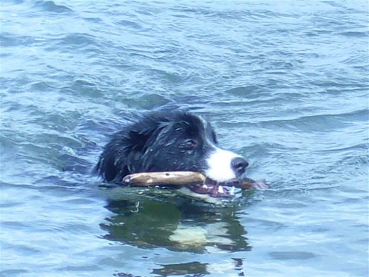 Islandsk fårehund Trico - se mig... er jeg ikke dygtig mor jeg henter pinden til dig ? Trico 8 mdr billede 5