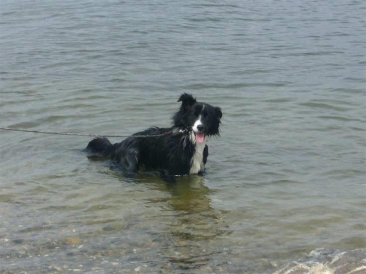 Islandsk fårehund Trico - Mor ...slipper du mig snart fri og smider pinden? Vuffff (Trico 8 mdr) billede 6