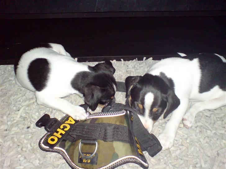 Dansk svensk gaardhund Frida von der pipakuk billede 6