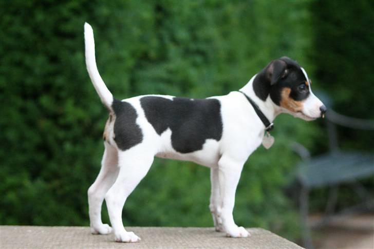 Dansk svensk gaardhund Frida von der pipakuk billede 8