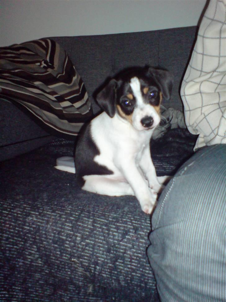 Dansk svensk gaardhund Frida von der pipakuk billede 9