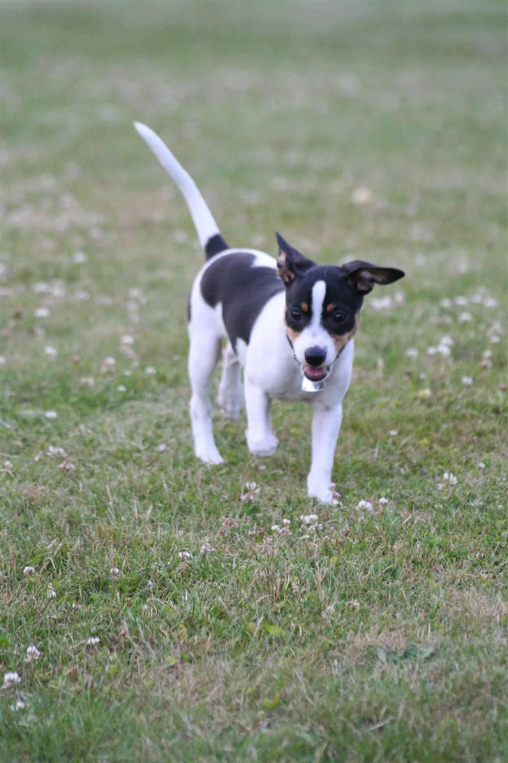 Dansk svensk gaardhund Frida von der pipakuk billede 10