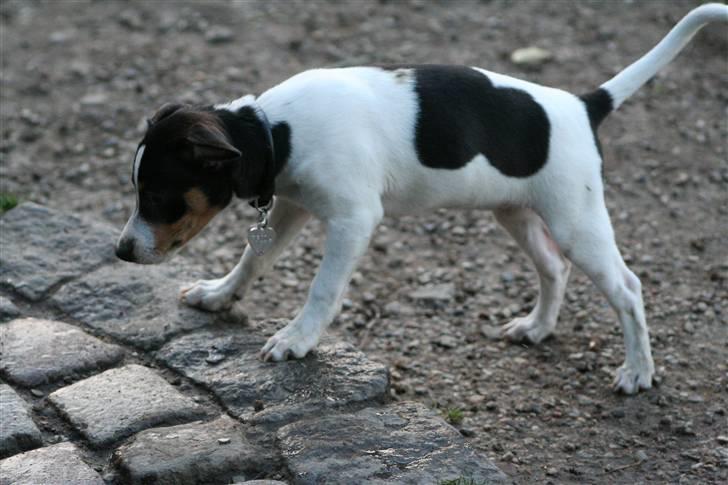 Dansk svensk gaardhund Frida von der pipakuk billede 11