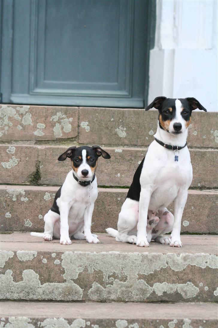 Dansk svensk gaardhund Frida von der pipakuk billede 12
