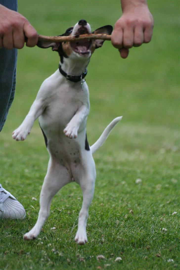 Dansk svensk gaardhund Frida von der pipakuk billede 13