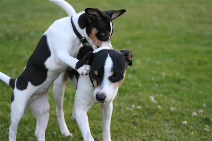 Dansk svensk gaardhund Frida von der pipakuk billede 14