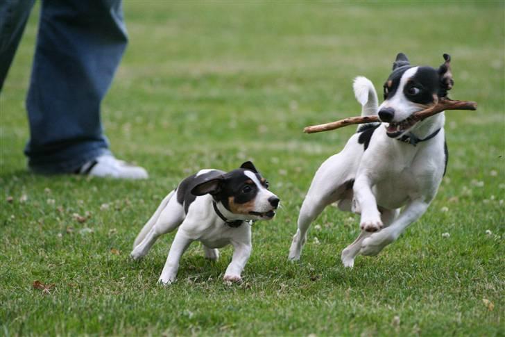 Dansk svensk gaardhund Alfred billede 18