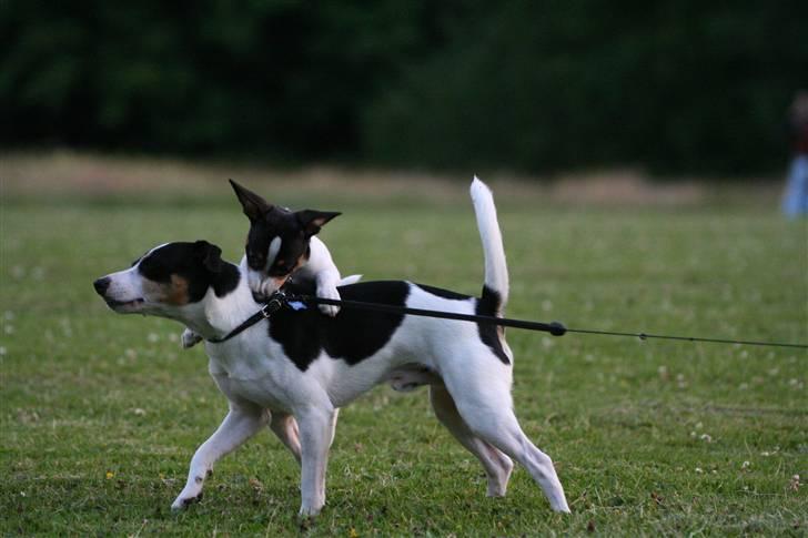 Dansk svensk gaardhund Alfred billede 20