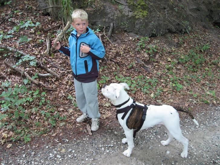 Amerikansk bulldog Basil billede 13