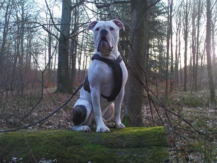 Amerikansk bulldog Basil billede 14