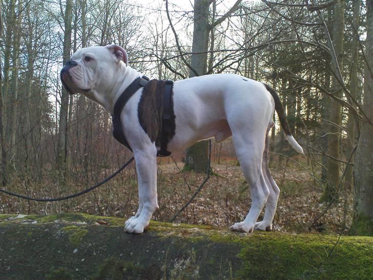Amerikansk bulldog Basil billede 15