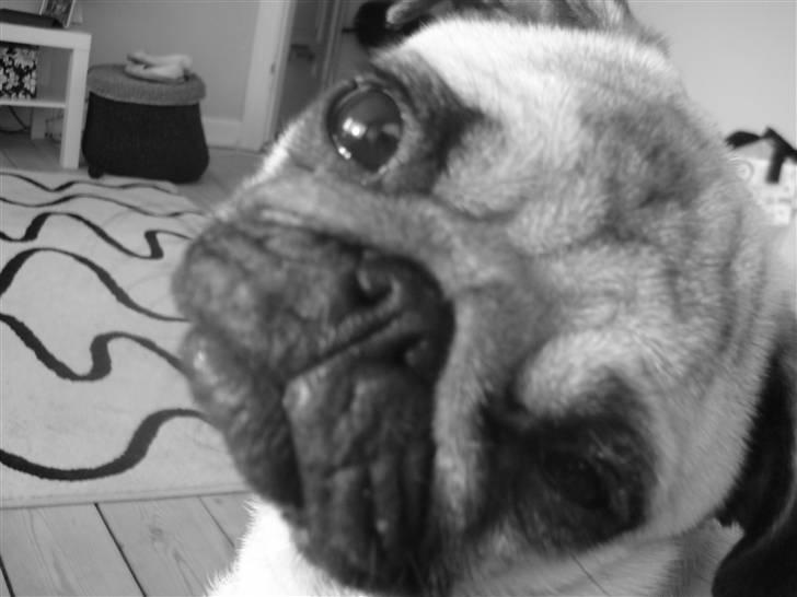 Mops Kayla billede 4