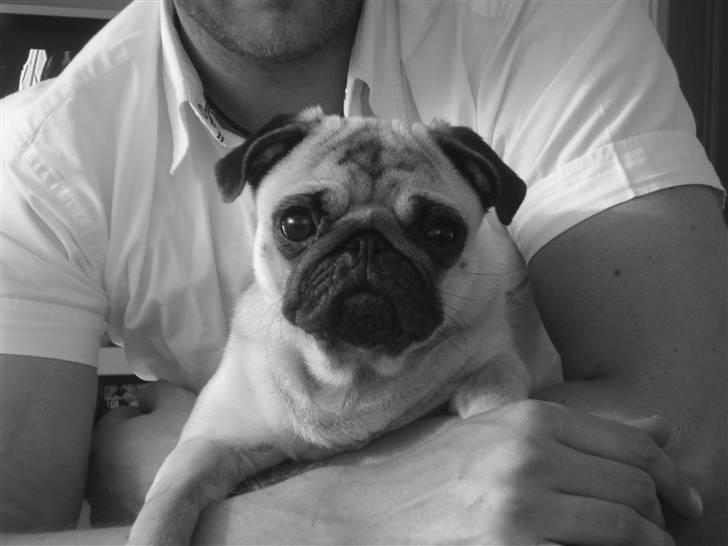 Mops Kayla billede 5