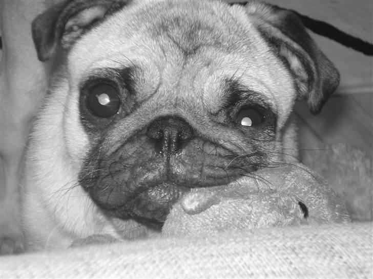 Mops Kayla billede 6