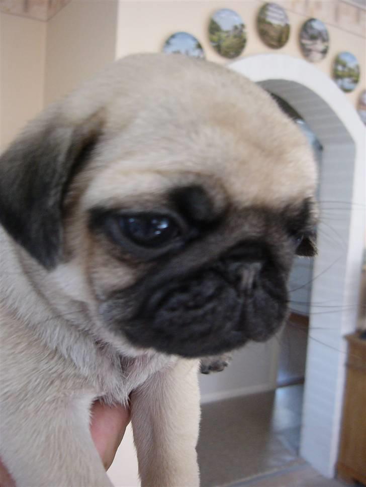 Mops Kayla - Mig som lille hvalp billede 7