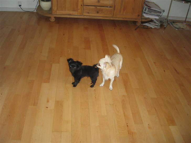 Chihuahua Max - Max sammen med sin mor billede 18