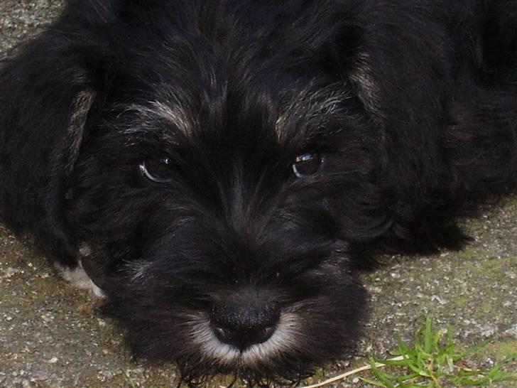 Dvaergschnauzer Ozzy - velkommen til Ozzys profil,, du må meget gerne ligge en kommentar billede 1