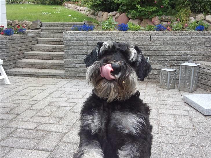 Dvaergschnauzer Ozzy - min snude smager godt :) billede 2