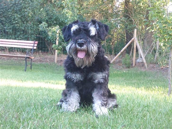 Dvaergschnauzer Ozzy - skal vi lege? billede 3