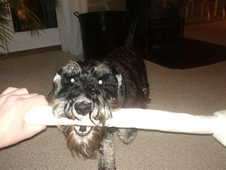 Dvaergschnauzer Ozzy - mmm. billede 4