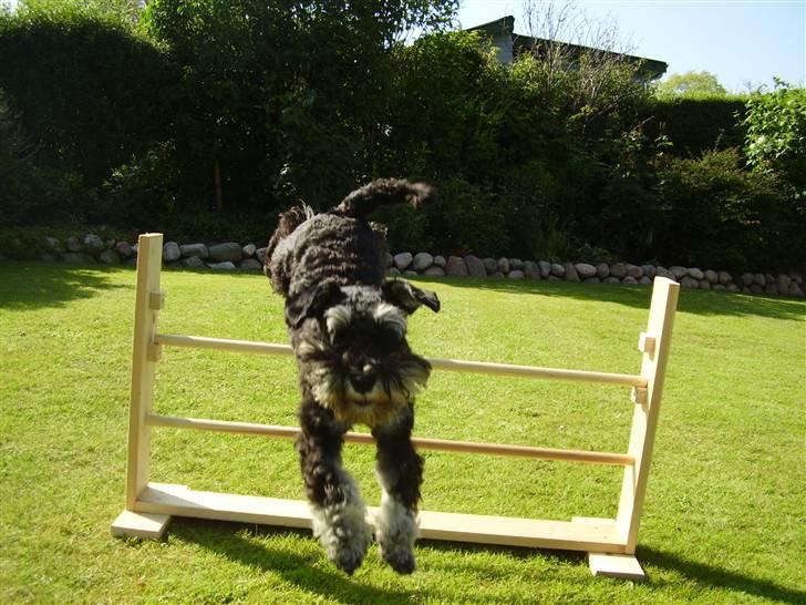 Dvaergschnauzer Ozzy billede 5