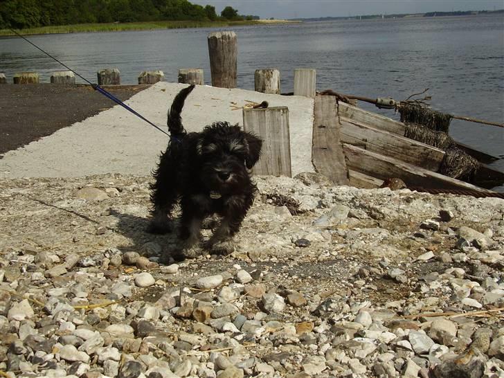 Dvaergschnauzer Ozzy - ude ved havet billede 6