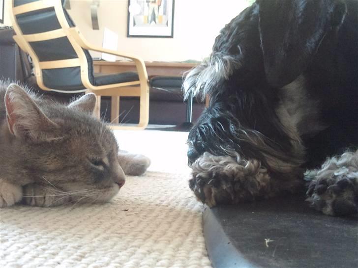 Dvaergschnauzer Ozzy - min kat og ozzy billede 7