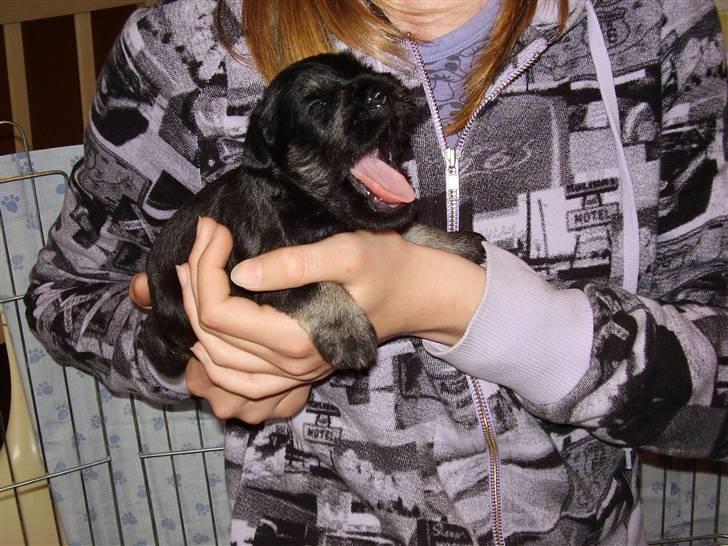 Dvaergschnauzer Ozzy - ozzy. 3 uger gammel. billede 8