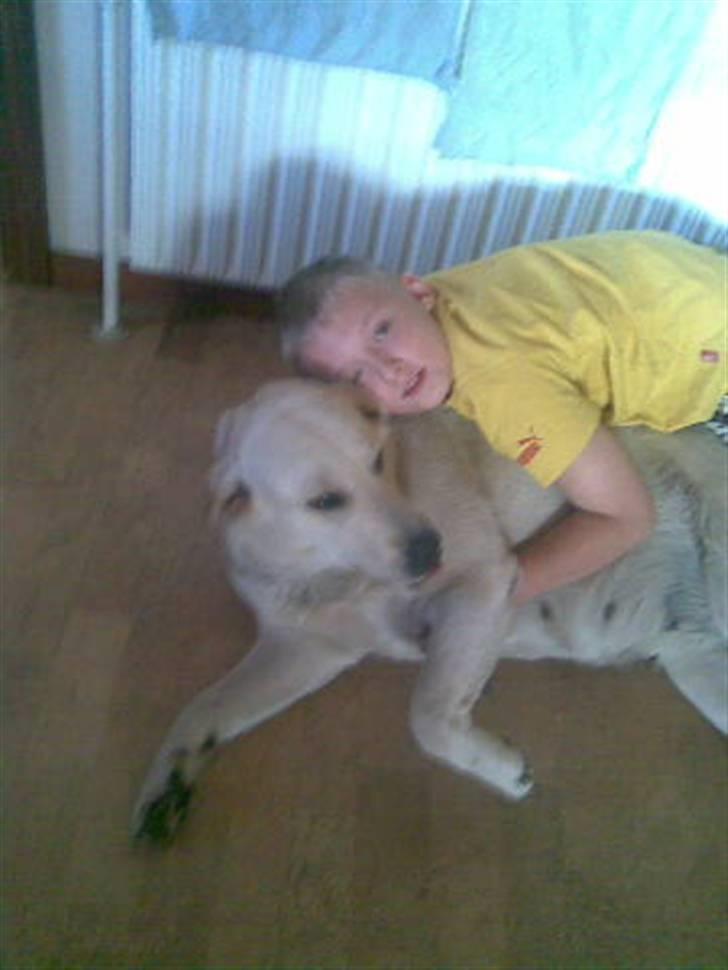 Labrador retriever bino - bino og mig billede 3