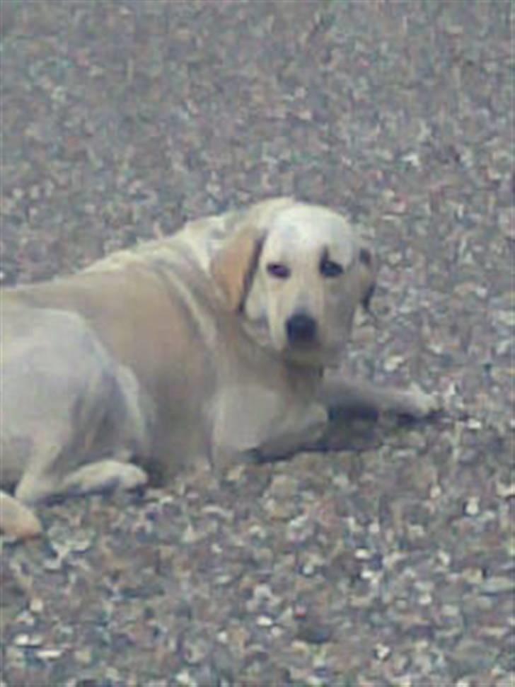 Labrador retriever bino - bino udenfor og nyde vejret billede 4