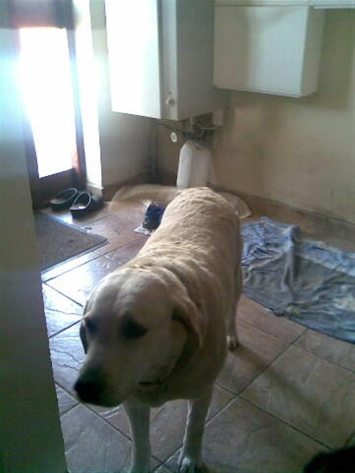 Labrador retriever bino - bino indenfor billede 5