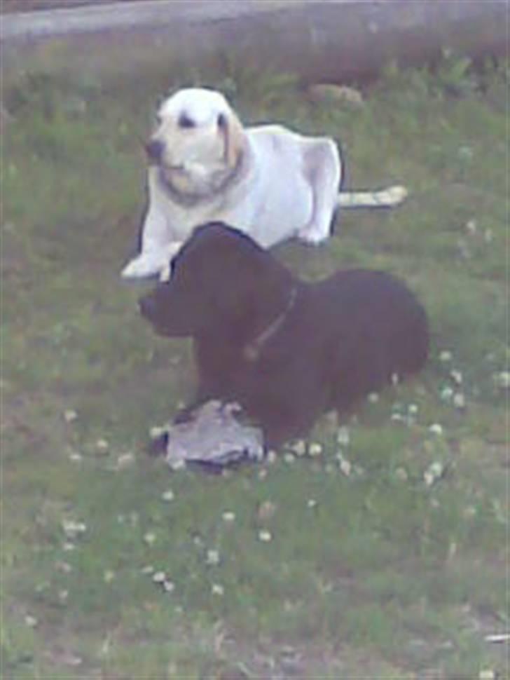 Labrador retriever bino - bino og daisy-mine to dejlige hunde billede 6