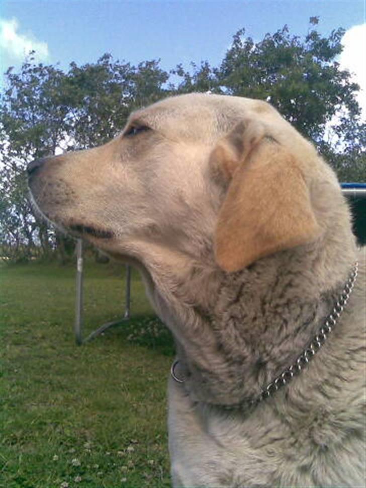 Labrador retriever bino - min dejlige bino billede 7