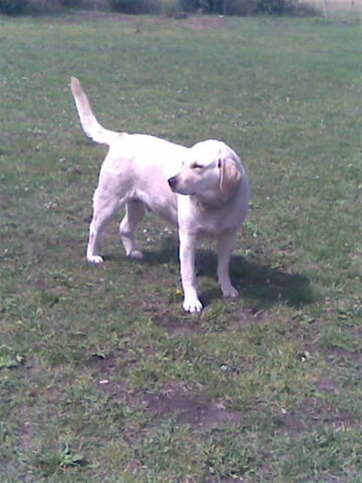 Labrador retriever bino - bino leger udenfor billede 8