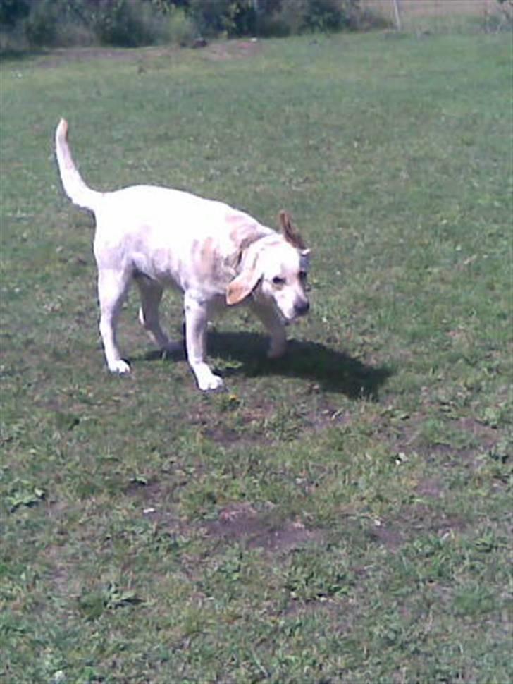 Labrador retriever bino - bino udenfor og nyde vejret billede 9
