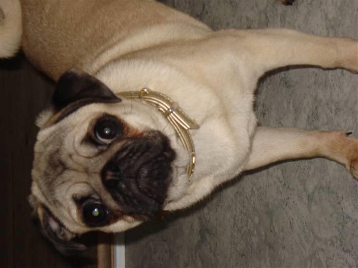 Mops Kayla billede 8