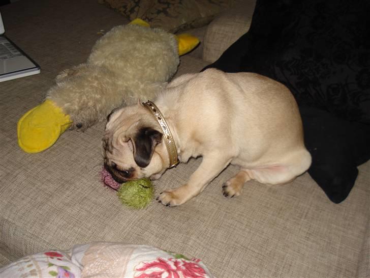 Mops Kayla billede 9