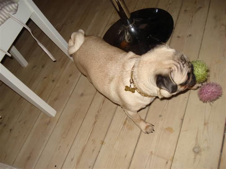 Mops Kayla billede 10